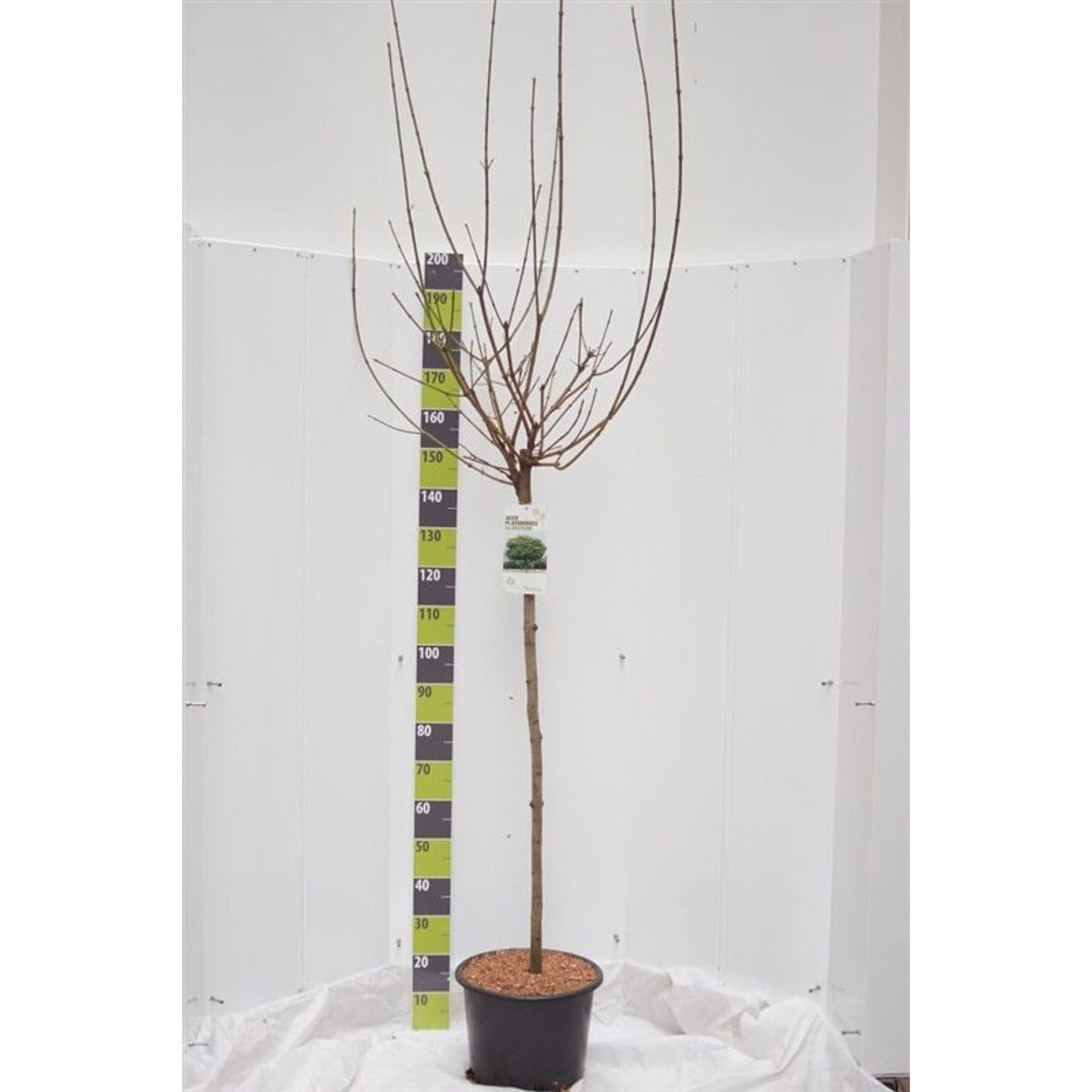 Skogslönn – Acer plat. 'Globosum' - 120 CM Stem C20